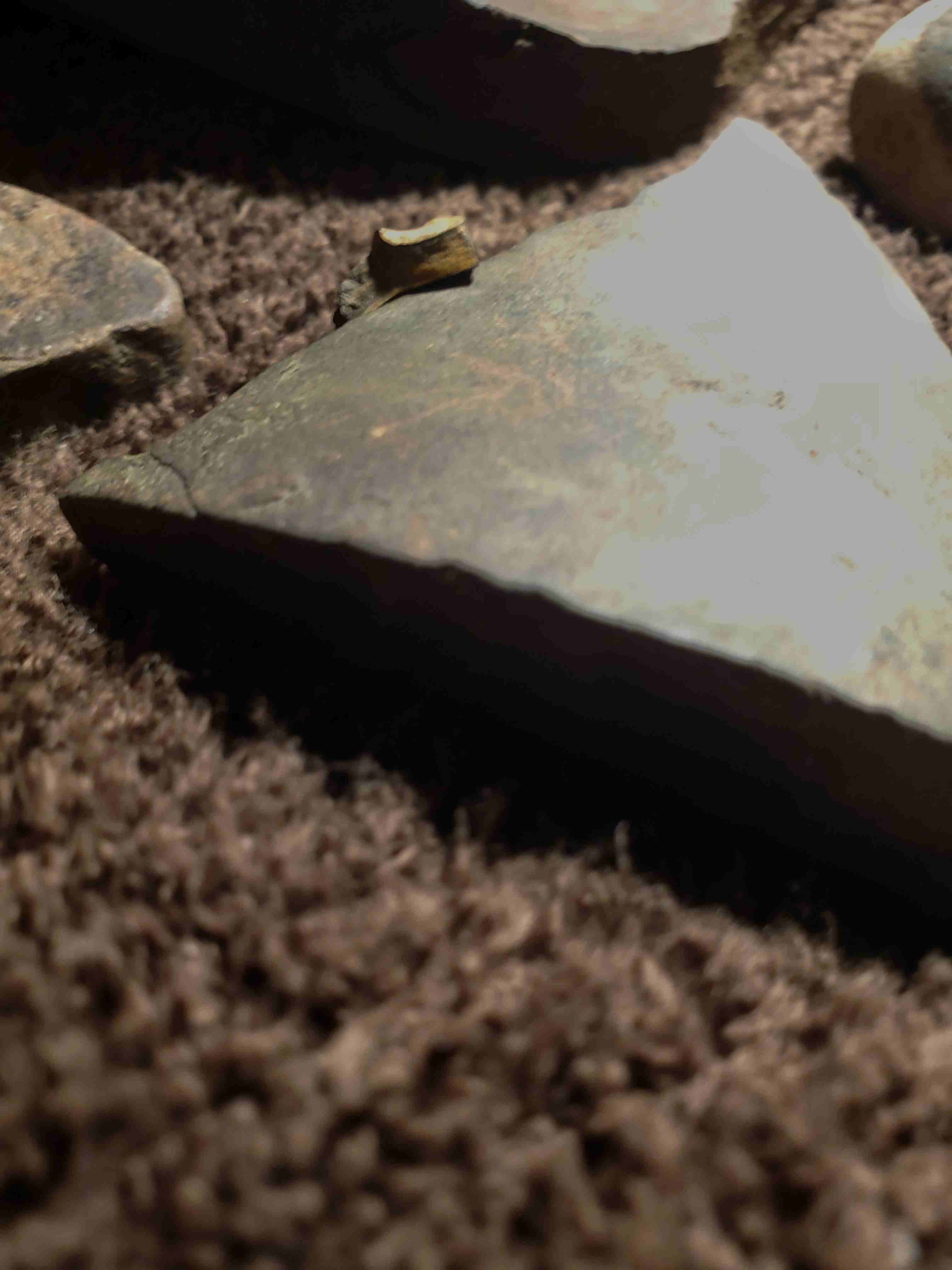 Possible-Native-American-Tools/Art?